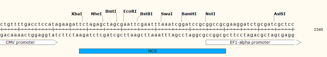 pCDH-CMV-MCS-EF1-copGFP 多克隆位点 点击看大图 pCDH-CMV-MCS-EF1-copGFP 多克隆位点